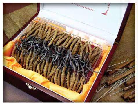 宝兴冬虫夏草回收